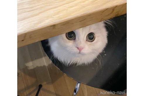シュクレちゃん1枚目