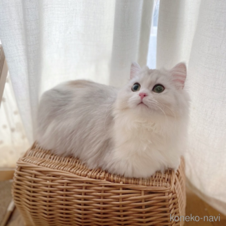 シュクレちゃん1枚目
