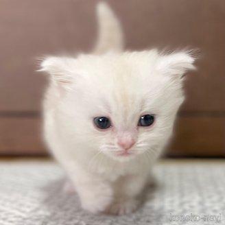 成約済の愛知県のミヌエット-113861の9枚目