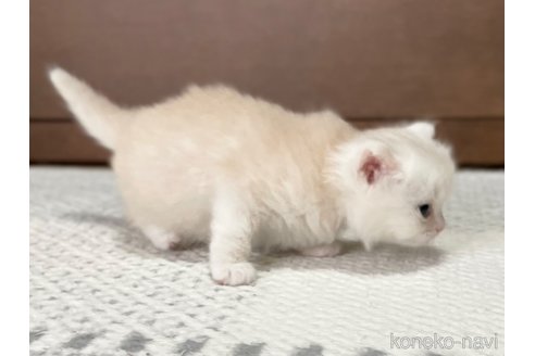 成約済の愛知県のミヌエット-113861の6枚目