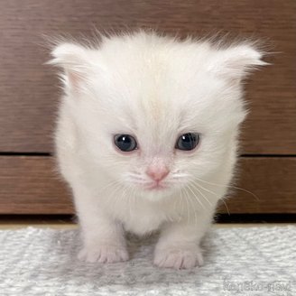 成約済の愛知県のミヌエット-113861の7枚目