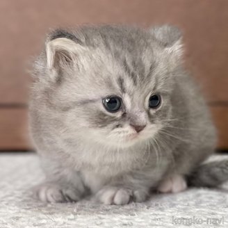 販売中の愛知県のミヌエット-113864