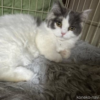 成約済の愛知県のミヌエット(短足)-99395の3枚目