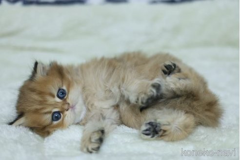 販売中の埼玉県のペルシャ(チンチラ)-111226の2枚目