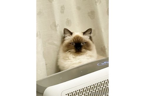 ののヒマラヤン-
