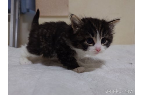 成約済の埼玉県のノルウェージャンフォレストキャット-114465の6枚目