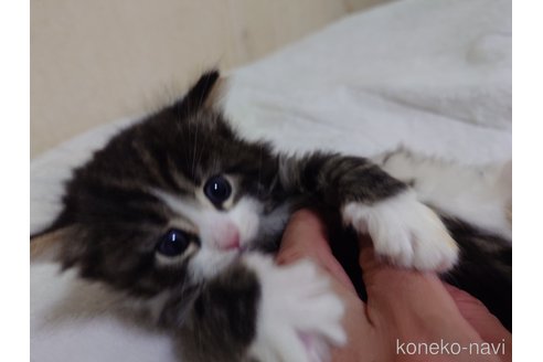 成約済の埼玉県のノルウェージャンフォレストキャット-114465の5枚目