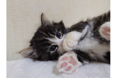 成約済の埼玉県のノルウェージャンフォレストキャット-114465の4枚目