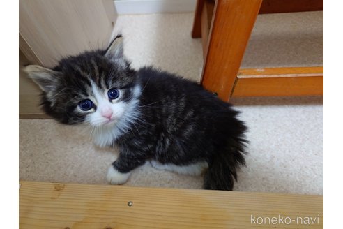 成約済の埼玉県のノルウェージャンフォレストキャット-114465の3枚目