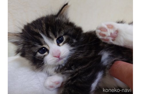 成約済の埼玉県のノルウェージャンフォレストキャット-114465の2枚目