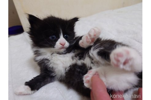 販売中の埼玉県のノルウェージャンフォレストキャット-114466の4枚目