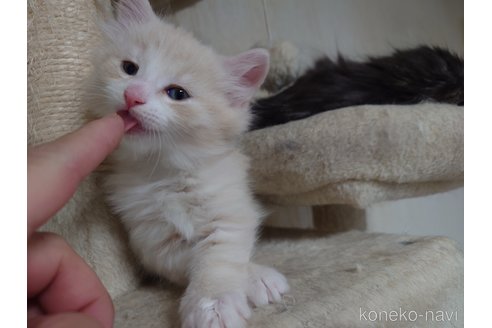 商談中の埼玉県のノルウェージャンフォレストキャット-113382の7枚目