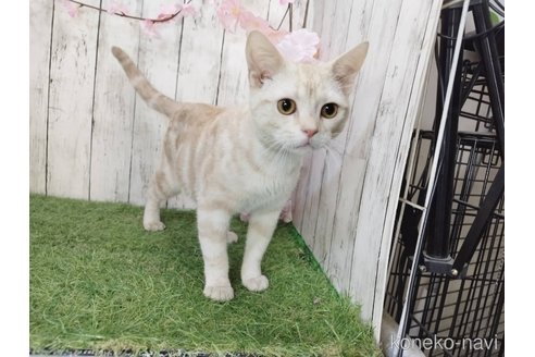 成約済の三重県のアメリカンショートヘア-82718の4枚目