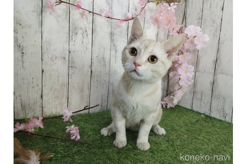 成約済の三重県のアメリカンショートヘア-82718の3枚目