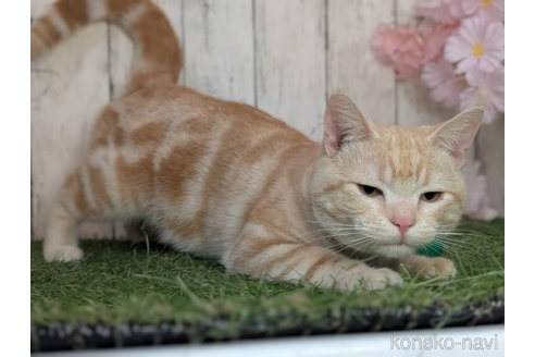 販売中の三重県のアメリカンショートヘア-94517の2枚目