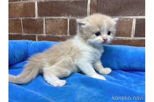 販売中の東京都のスコティッシュフォールド-114477の4枚目