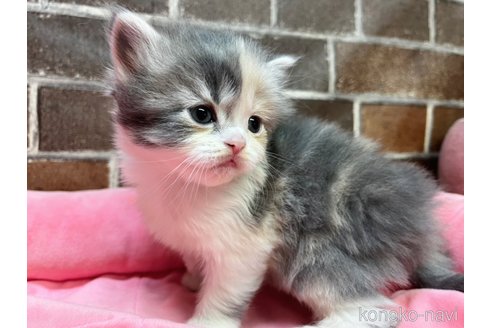 販売中の東京都のスコティッシュフォールド-114478の6枚目