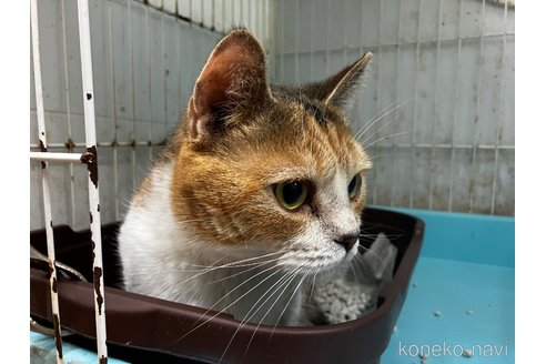 販売中の愛知県のマンチカン(短足)-107740の2枚目