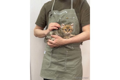 販売中の千葉県のミヌエット-114489の8枚目