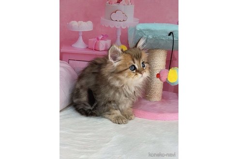販売中の千葉県のミヌエット-114489の10枚目