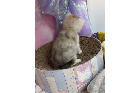 成約済の千葉県のミヌエット-114490の3枚目