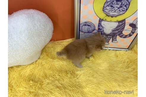 成約済の大阪府のスコティッシュフォールド-114495の5枚目
