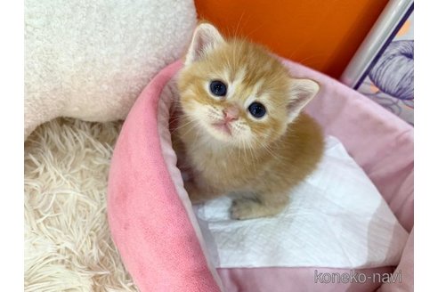 販売中の大阪府のスコティッシュフォールド-114498の3枚目
