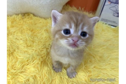 販売中の大阪府のスコティッシュフォールド-114500の2枚目