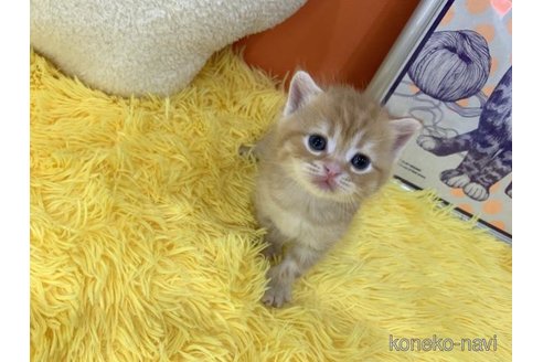 販売中の大阪府のスコティッシュフォールド-114500の5枚目
