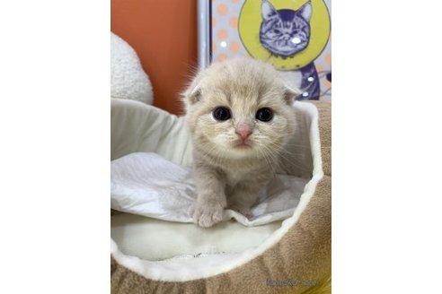 成約済の大阪府のスコティッシュフォールド(折れ耳)-114501の2枚目