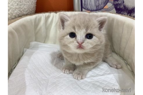 販売中の大阪府のスコティッシュフォールド-114502の3枚目