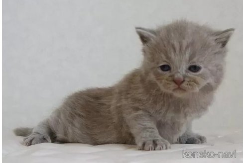 販売中の静岡県のブリティッシュショートヘア-114507の3枚目