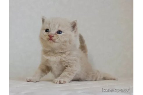 販売中の静岡県のブリティッシュショートヘア-114508の4枚目