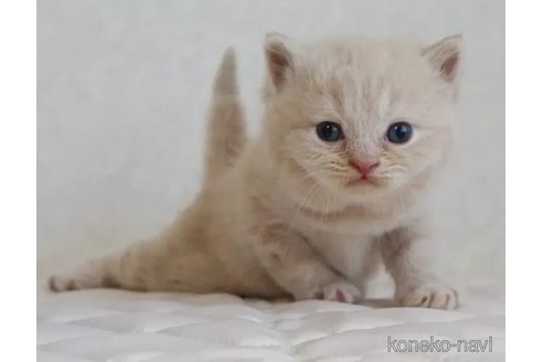 販売中の静岡県のブリティッシュショートヘア-114508の3枚目