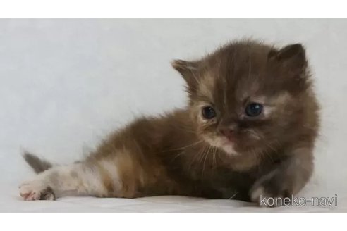 販売中の静岡県のブリティッシュショートヘア-114511の2枚目