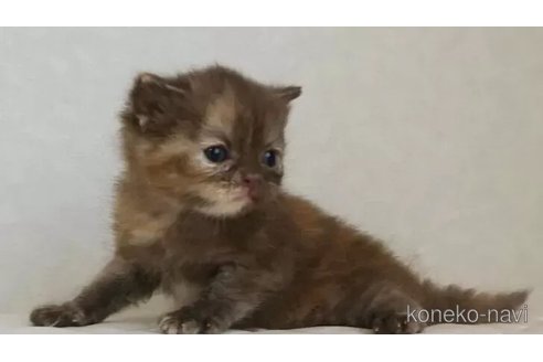 販売中の静岡県のブリティッシュショートヘア-114511の3枚目