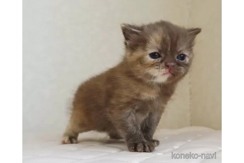 販売中の静岡県のブリティッシュショートヘア-114511の4枚目