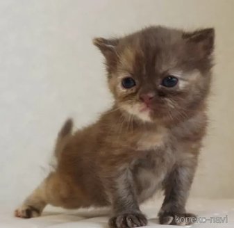 販売中の静岡県のブリティッシュショートヘア-114511