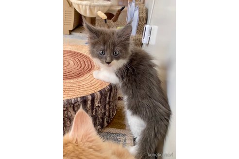 販売中の栃木県のメインクーン-114513の4枚目