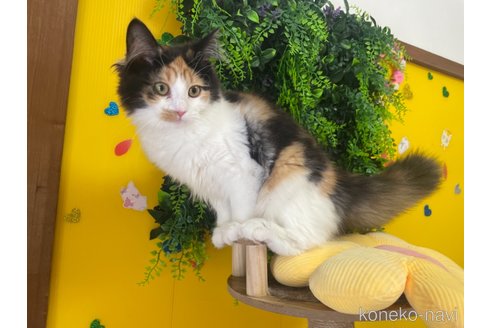 販売中の京都府のメインクーン-106291の3枚目