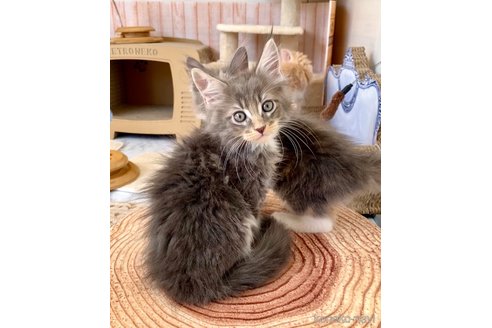成約済の栃木県のメインクーン-114516の4枚目