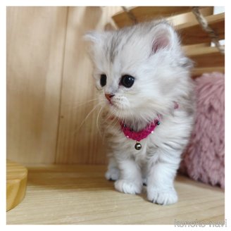 販売中の長野県のマンチカン-114518の3枚目