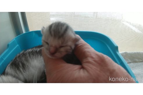 販売中の愛知県のアメリカンショートヘア-114519