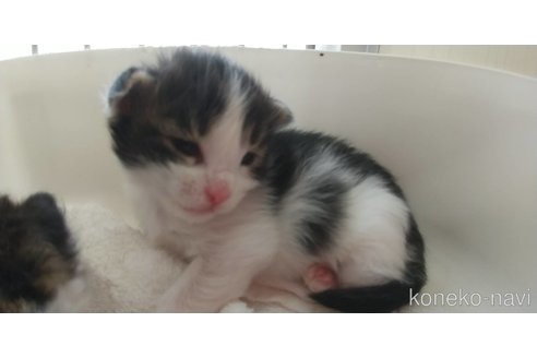 販売中の愛知県のメインクーン-114520の2枚目