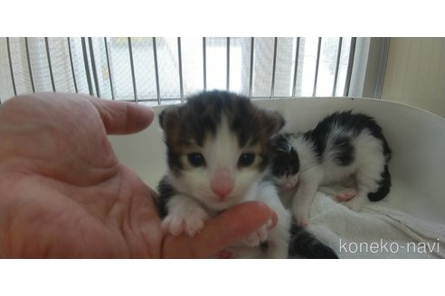 販売中の愛知県のメインクーン-114521の2枚目