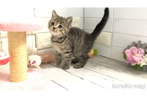 販売中の埼玉県のマンチカン-112659の3枚目