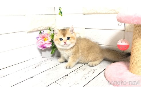 販売中の埼玉県のブリティッシュショートヘア-112664の6枚目