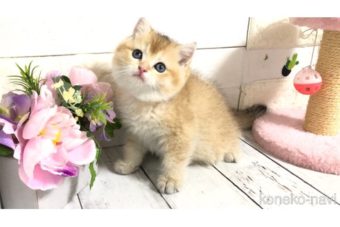 販売中の埼玉県のブリティッシュショートヘア-112664の11枚目