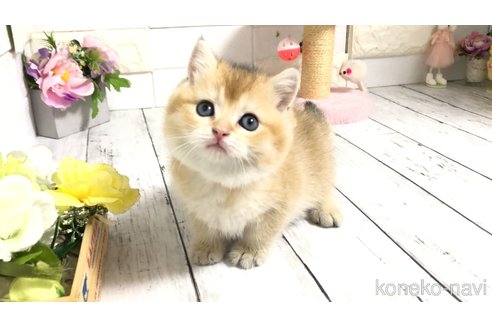 販売中の埼玉県のブリティッシュショートヘア-112664の4枚目