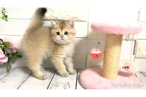 販売中の埼玉県のブリティッシュショートヘア-112672の10枚目